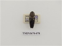 藏品(叩頭蟲(1))的圖片